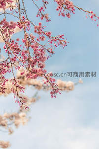 蓝天映衬粉樱枝头绽放如诗