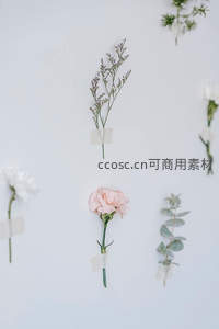 简约白色背景上的干花与绿植装饰