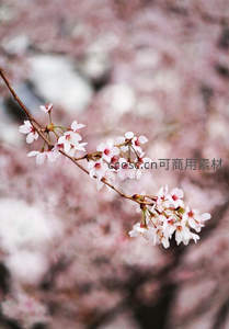 樱花枝头，粉白相间春意浓