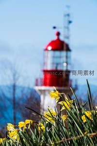 黄水仙前红灯塔，春日海岸景
