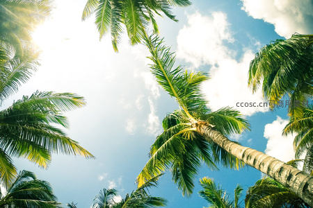 仰望椰林冲云霄，阳光洒落绿意浓