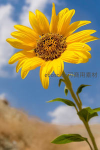 向日葵在蓝天白云下的灿烂绽放