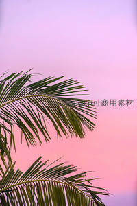 粉紫天空下的椰影婆娑