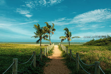 椰林小径：通往蔚蓝大海的热带风情之路