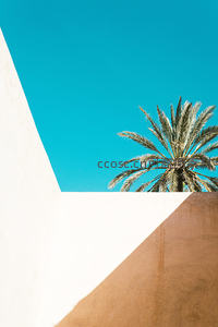 几何建筑与棕榈树的碰撞