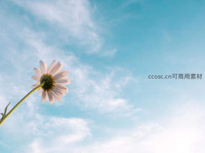 雏菊仰望蓝天，洁白花瓣随风轻舞