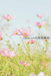 粉红波斯菊摇曳，柔风轻拂花海梦