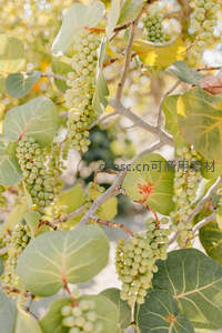 阳光下葡萄藤上的青涩果实