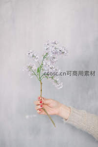 手捧淡紫丁香花束，简约背景衬托温柔指尖
