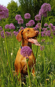 棕毛犬坐花丛中吐舌微笑赏紫花