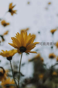 微距特写单朵向日葵绽放于花海