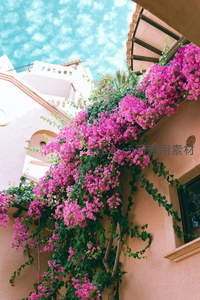 粉紫三角梅爬满古墙的浪漫街景