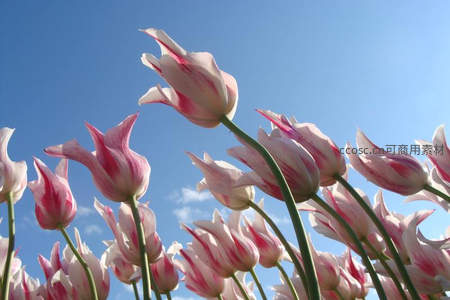 粉白郁金香仰望蓝天，春日花海绽放生机