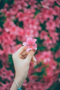 手捧粉色杜鹃花特写