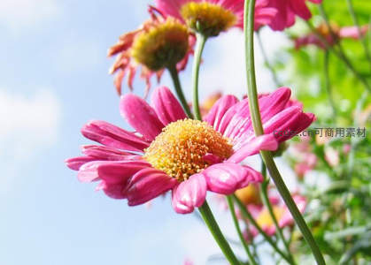 粉红雏菊在阳光下展现细腻纹理