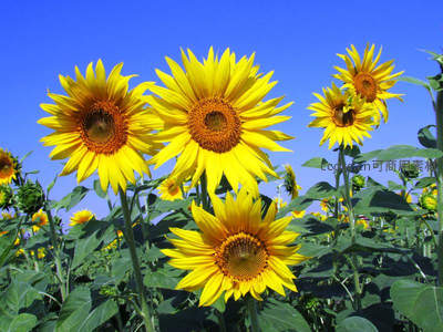 向日葵花田在湛蓝天空下灿烂盛开
