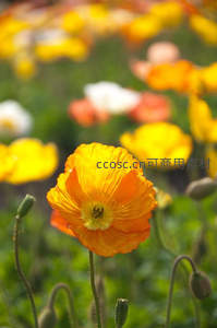 微距特写绽放的橙黄虞美人，花瓣柔美细腻