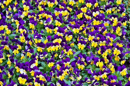 紫黄相间的三色堇花海绽放生机