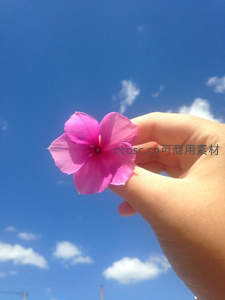 手捧粉花蓝天白云相映