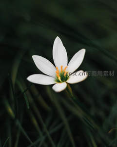 雨后白花绽放于青草间，清新脱俗