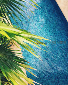 碧蓝泳池边棕榈叶轻拂，夏日清凉感扑面