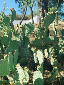 阳光下的仙人掌群落，绿意盎然带刺生长