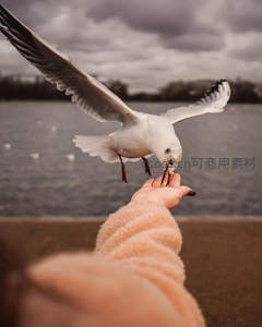人手喂食海鸥，温柔互动定格湖畔温馨时刻