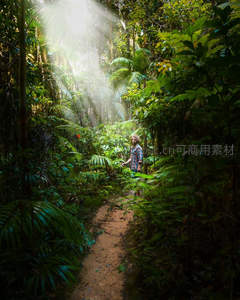 阳光穿透雨林小径