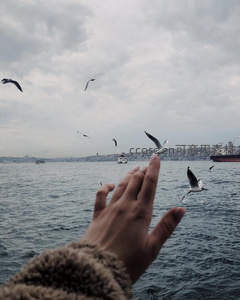 海鸥翩跹掠水面，伸掌邀约共天涯