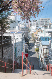 樱花树下阶梯俯瞰，城市街巷静谧时光