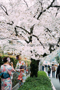 樱花树下和服女子赏花拍照