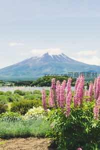 富士山下紫花盛开，湖光山色如画境