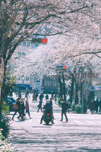 樱花大道：行人穿梭花海中