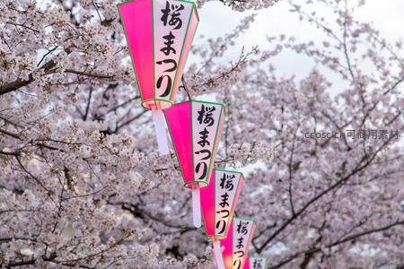 樱花树下，灯笼点缀