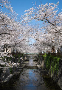 樱花隧道，倒影如画