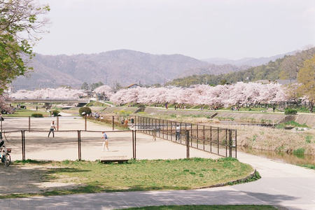 河畔樱花盛开春日野餐胜地