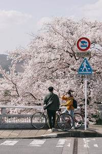 樱花树下情侣驻足拍照留念
