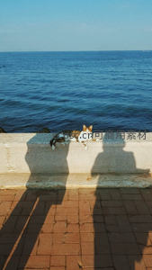 海边石墙上的慵懒猫咪