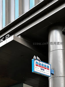 鸽子栖息的德里街边招牌