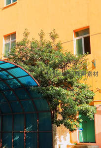 阳光下的绿树与橙墙