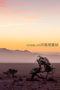 孤树剪影沙漠黄昏