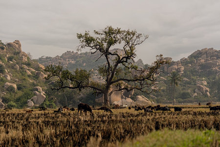 孤树下牛群觅食，岩石山丘为背景