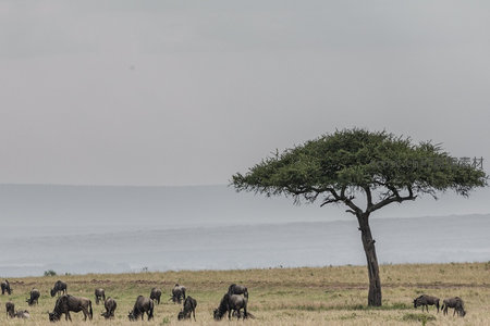 草原孤树与角马群，远方薄雾朦胧