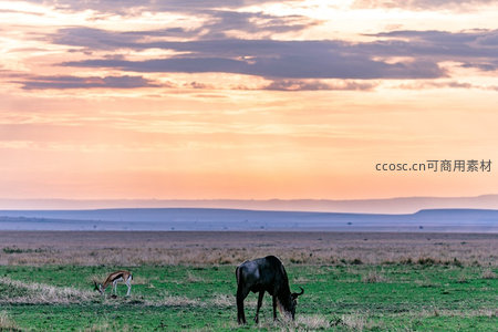 草原日落下的宁静牧歌
