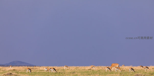 羚羊群在金黄草地上低头觅食