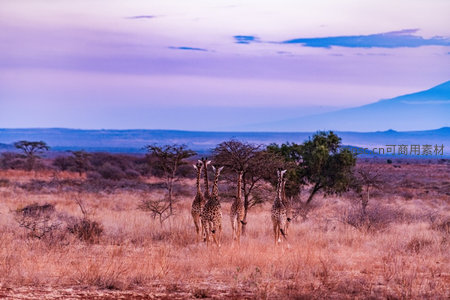 紫霞映照下长颈鹿漫步稀树草原