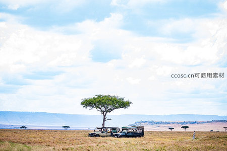 稀树草原上的观光车与孤树