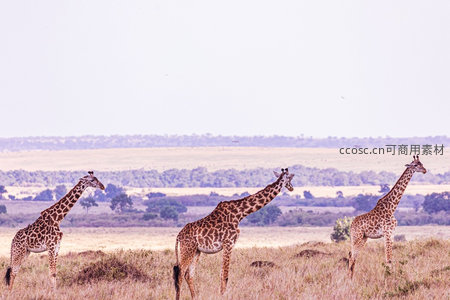 三只长颈鹿在草原上优雅漫步