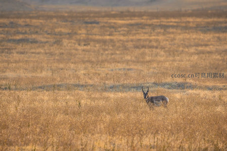 孤独羚羊伫立金色草原之中