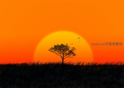 落日余晖下孤树剪影如画